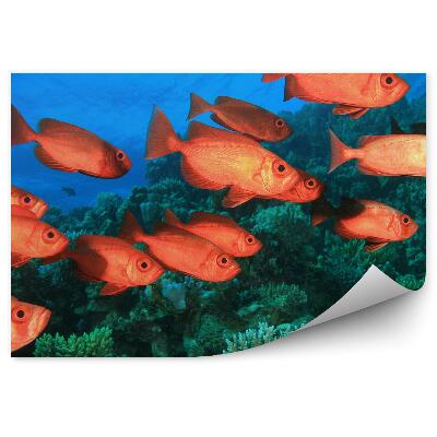 Fototapet vintage Pește Și Recif De Corali