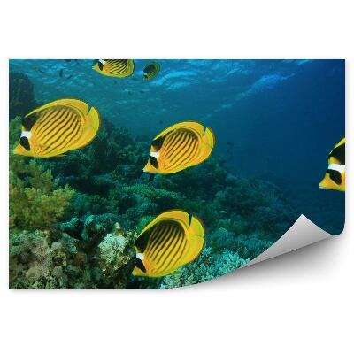 Fototapet pentru perete Pește Pe Reciful De Corali