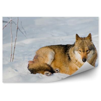 Fototapet Lup În Soare Iarnă Odihnă Zăpadă