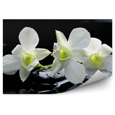 Fototapet vintage Flori albe de orhidee, pietre negre, apă