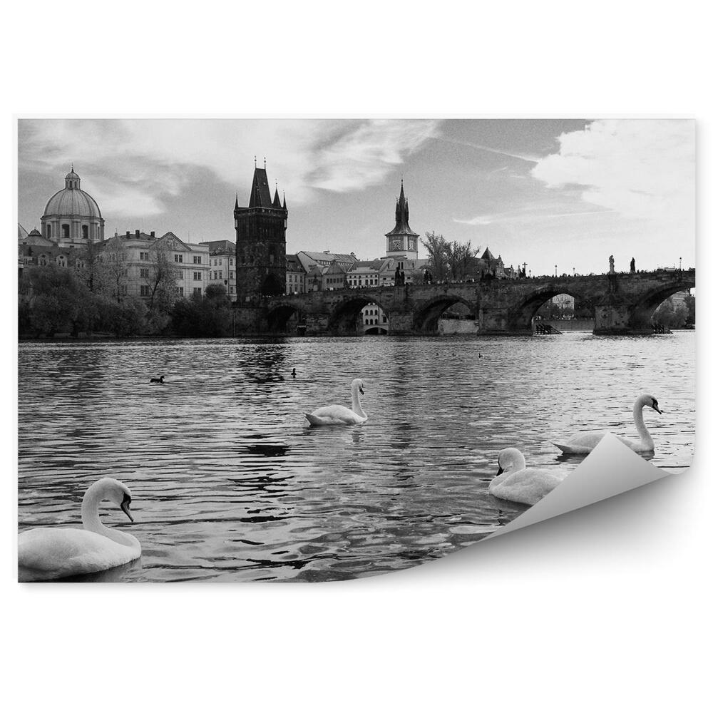 Fototapet Lebedele În Vltava
