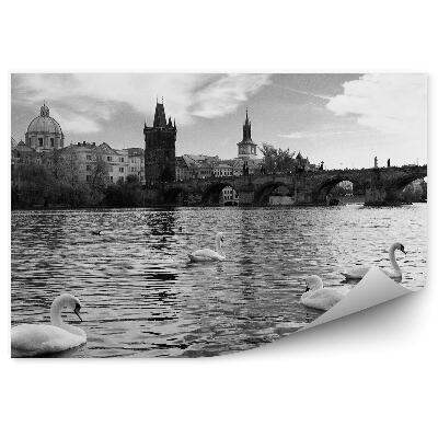 Fototapet Lebedele În Vltava