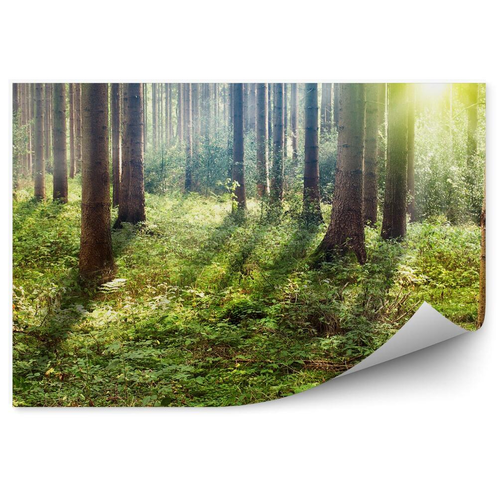 Fototapet În Adâncul Pădurii, Soarele Strălucește Pe Pomi Și Iarbă De Crăciun