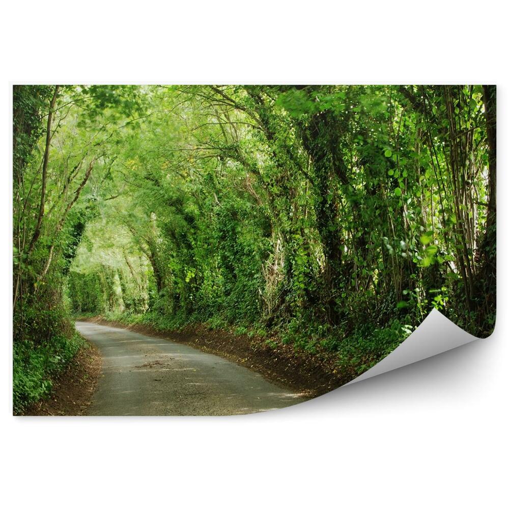 Fototapet vintage Drum Verde Cu Copaci Tunel