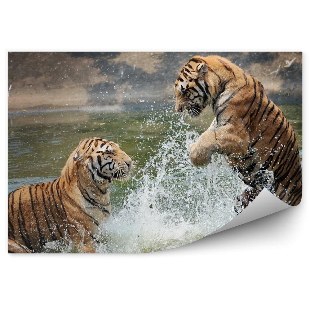 Fototapet Tigrii Care Se Joacă În Apă