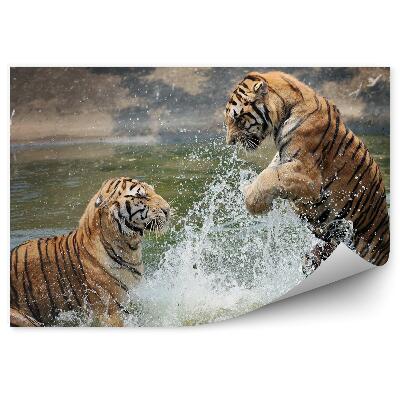 Fototapet Tigrii Care Se Joacă În Apă