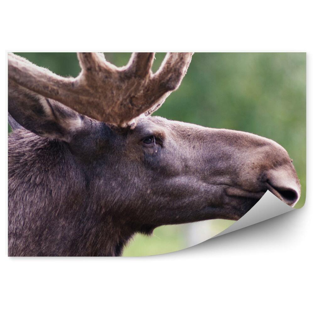 Fototapet pentru perete Capul Unui Elan Mascul