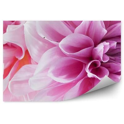 Fototapet pentru perete Petale de flori de dalie roz