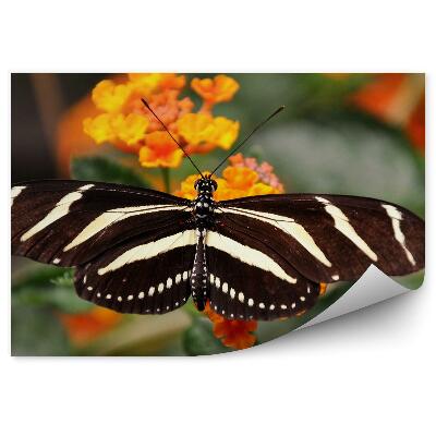 Fototapet perete Fluture Negru Cu Dungi Albe Și Flori Portocalii