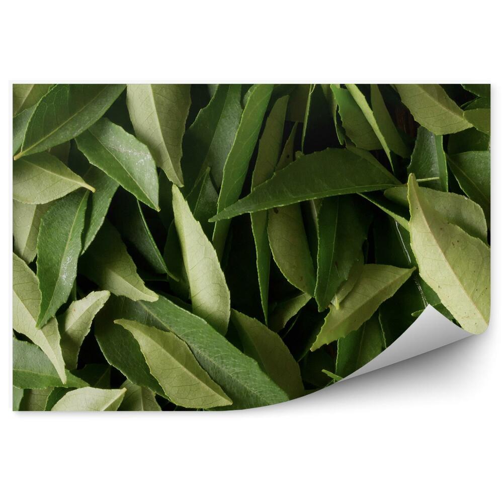 Decor fototapet Curry Lasă Plante Verzi Din India