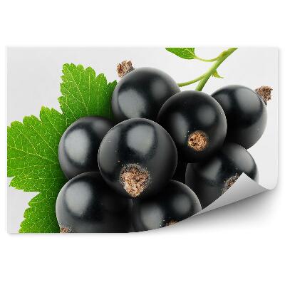 Decor fototapet Frunze de coacăze negre, frunze, fundal alb