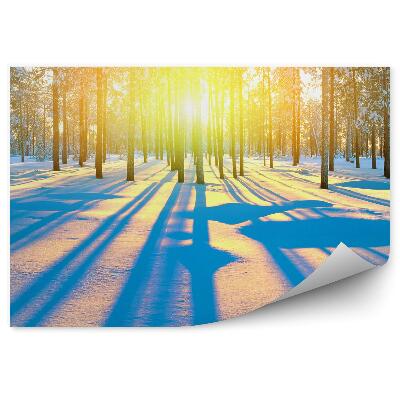 Fototapet perete Pădure De Conifere De Iarnă Răsărit