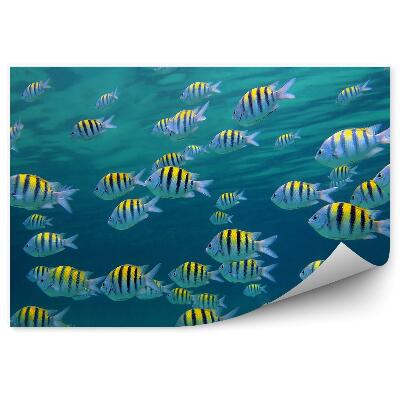 Decor fototapet Şcoală De Peşti, Lume Subacvatică, Marea Caraibelor