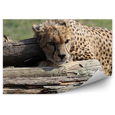 Fototapet vintage Ghepard Ghemuit Pe Bușteni