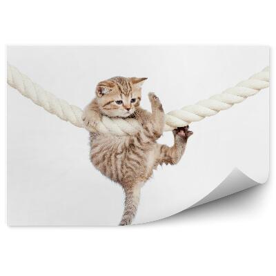 Fototapet vintage Un Pisoi Mic Atârnat De O Frânghie Albă Groasă