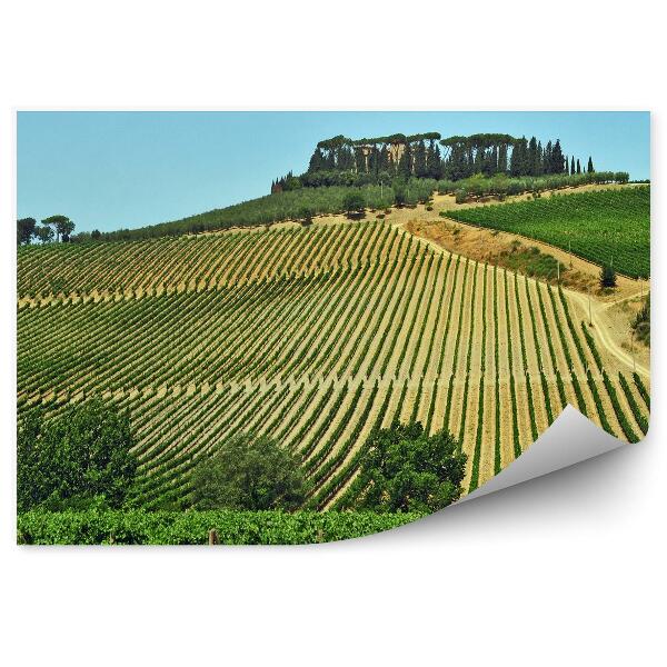 Fototapet perete Câmpurile De Viță De Vie Din Toscana