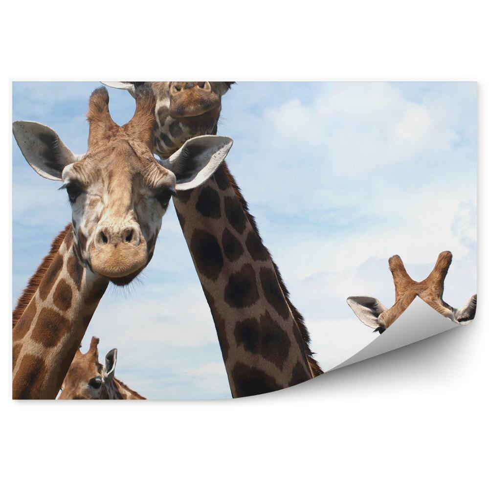 Fototapet pentru perete Girafele Curioase