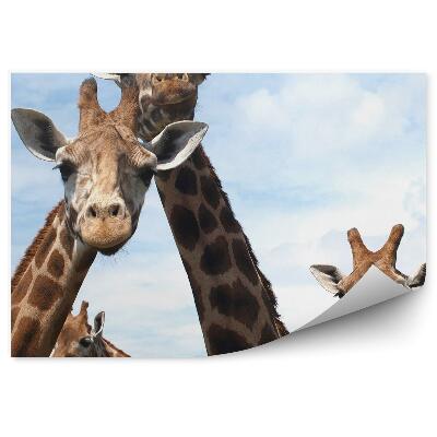Fototapet pentru perete Girafele Curioase
