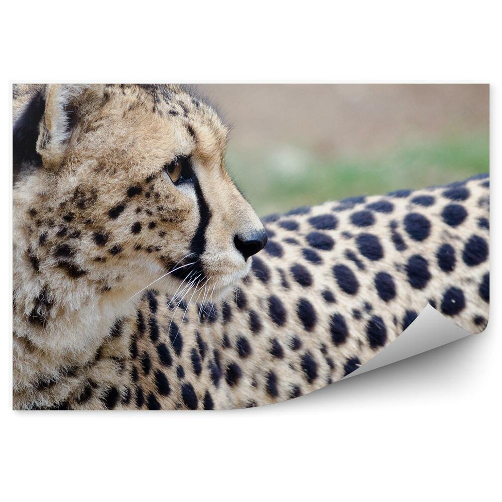 Fototapet pentru perete Ghepard Privind Înapoi