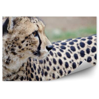 Fototapet pentru perete Ghepard Privind Înapoi