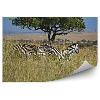Decor fototapet Zebras in the meadow
