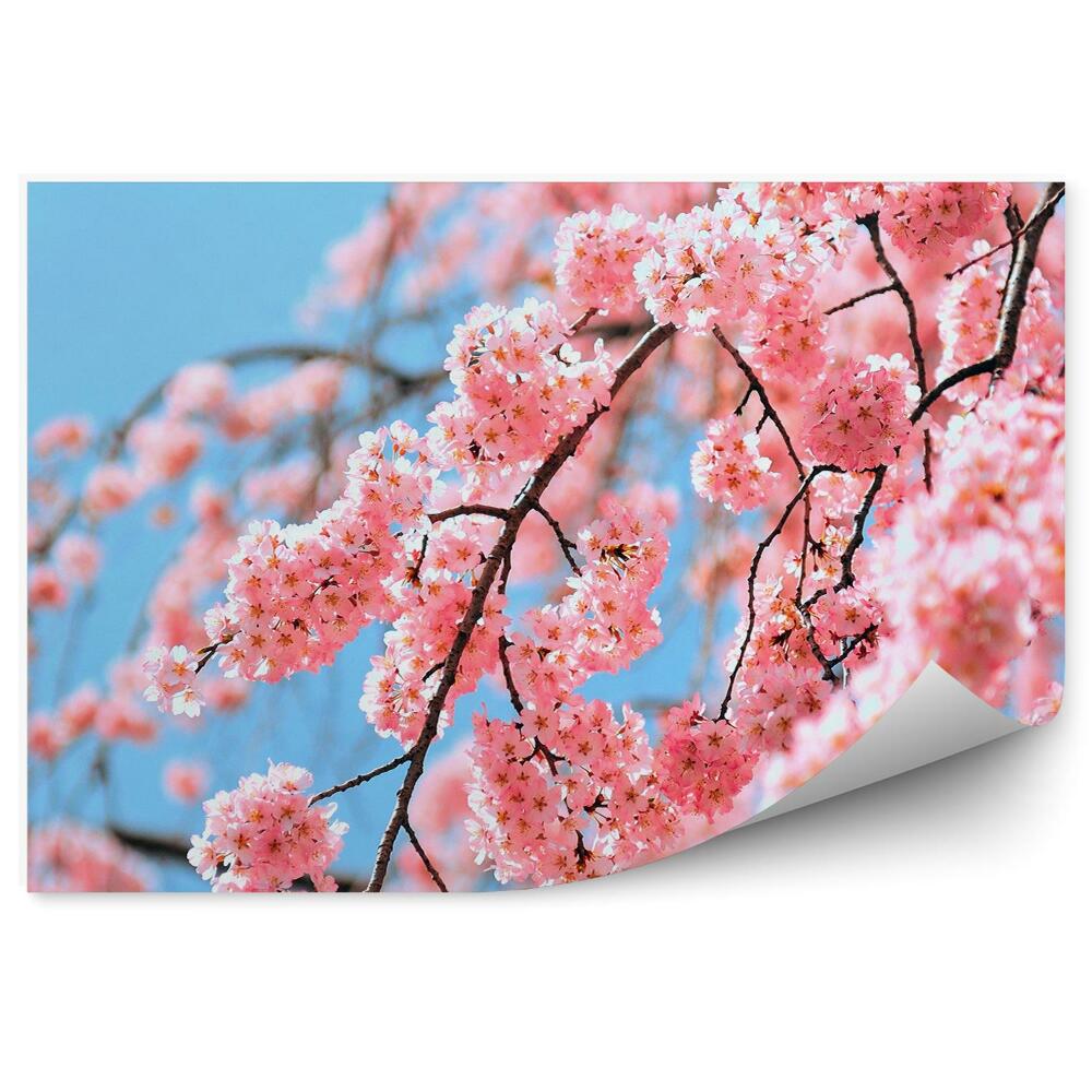 Fototapet Tokyo înflorește cerul albastru