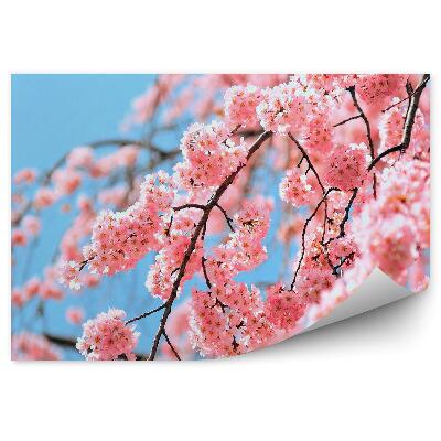 Fototapet Tokyo înflorește cerul albastru