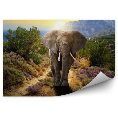 Fototapet perete Elephant on the road at sunset