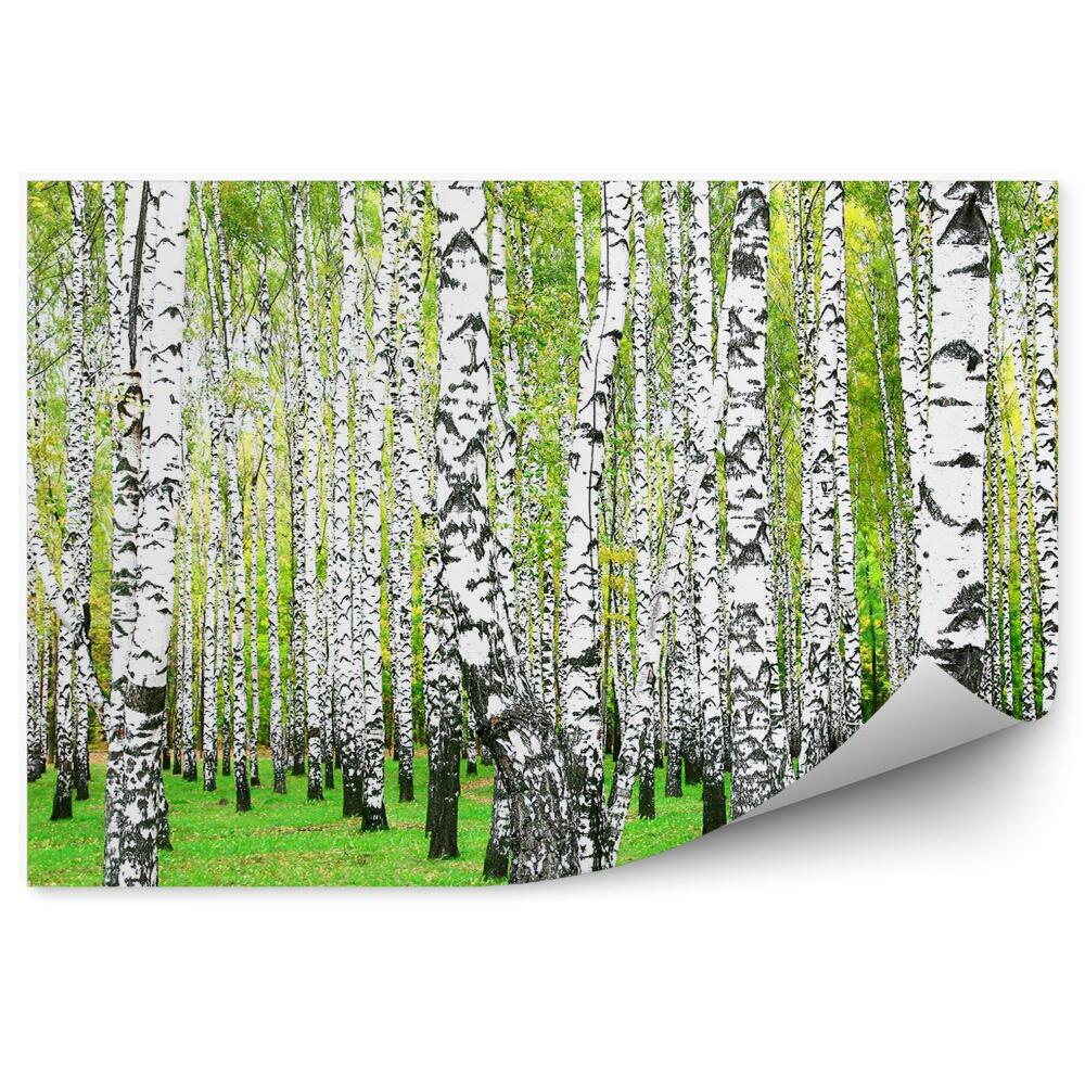 Fototapet perete Iarbă De Pădure De Mesteacăn