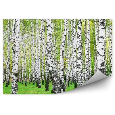 Fototapet perete Iarbă De Pădure De Mesteacăn