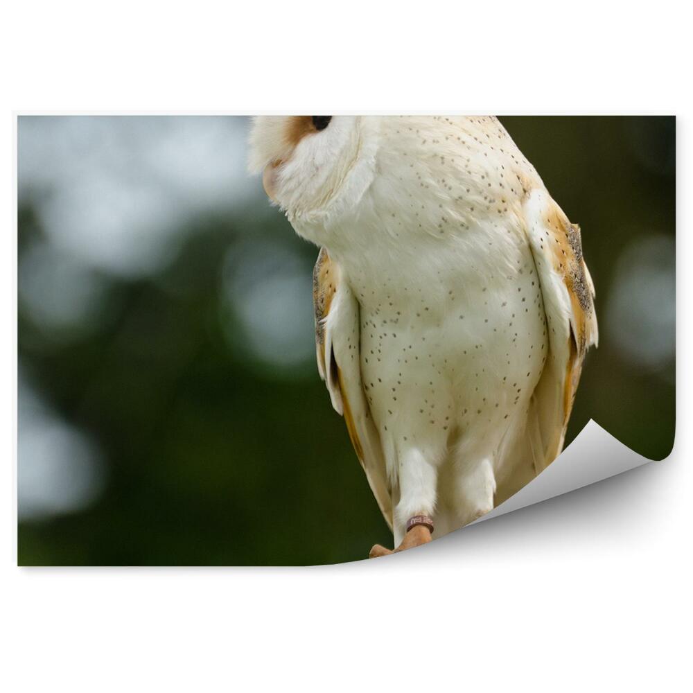 Fototapet perete Profil De Bufniță