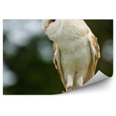 Fototapet perete Profil De Bufniță