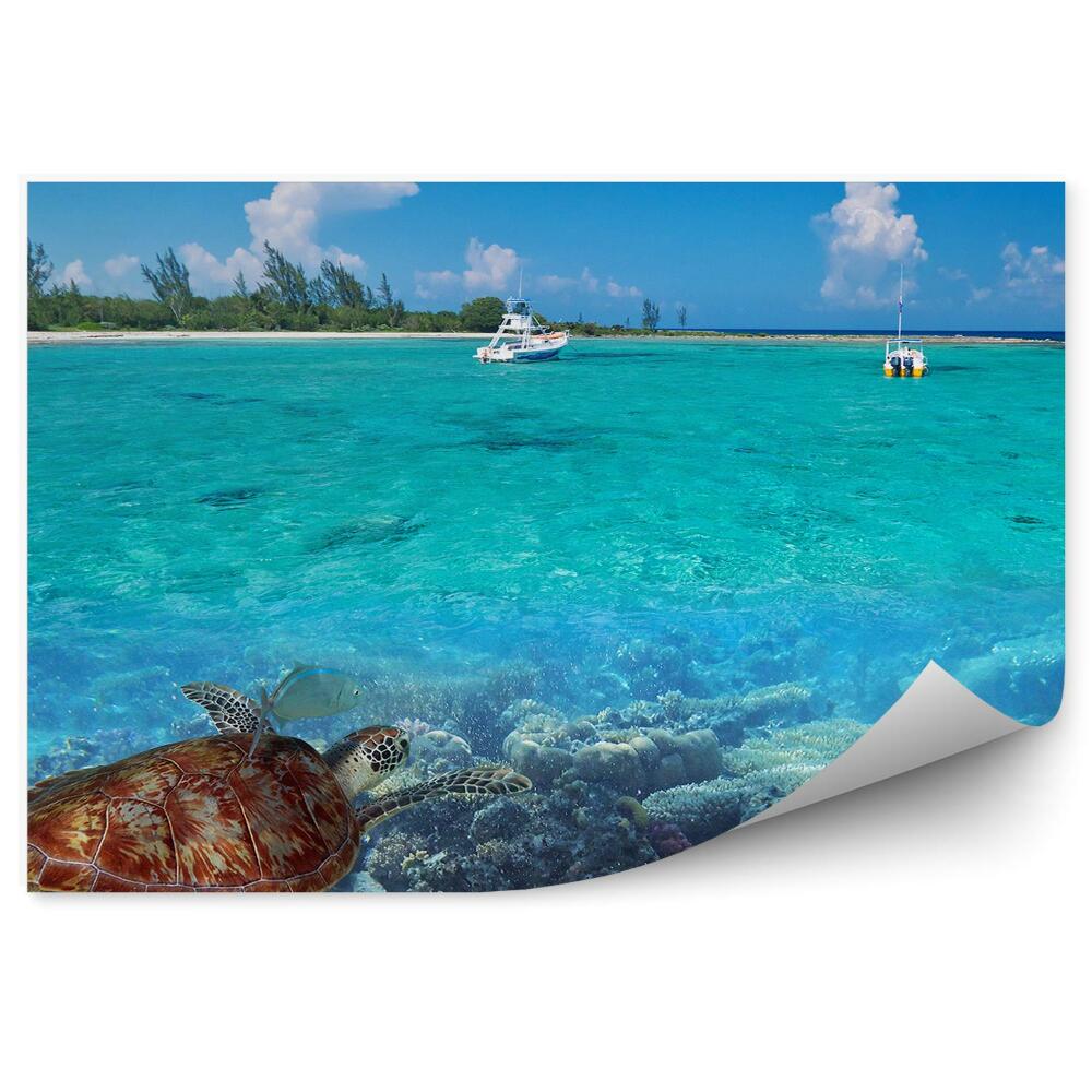 Fototapet perete Natura Caraibe broasca țestoasă pește apă albastră