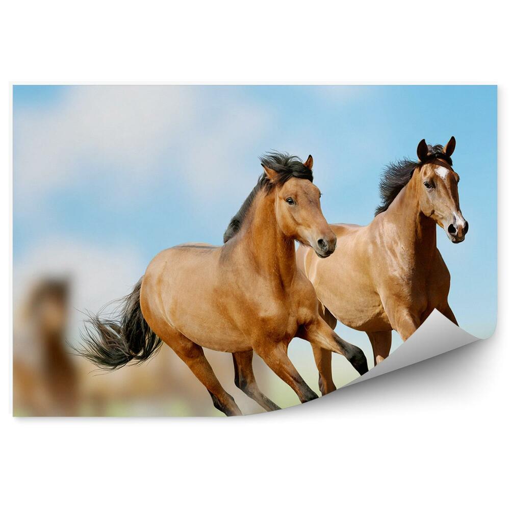 Fototapet pentru perete Turma De Cai Maro Alergând Prin Iarba Prăfuită