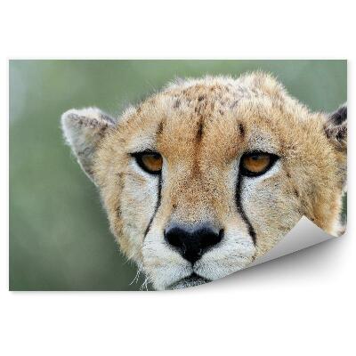 Decor fototapet Portret Ghepard