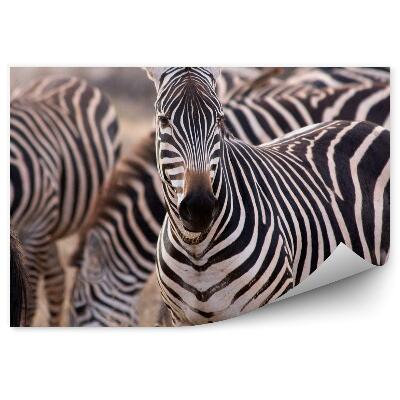 Fototapet Turma De Zebre