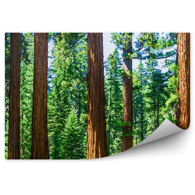 Fototapet Prim-Plan Ramuri De Copac Din Parcul Național Brad De Crăciun