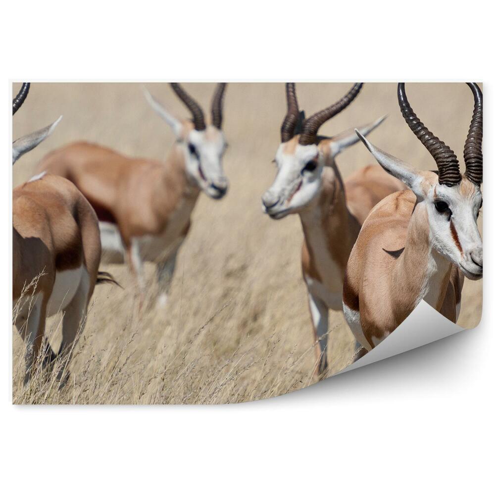 Fototapet vintage Iarba De Antilopă Parcul Național Etosha