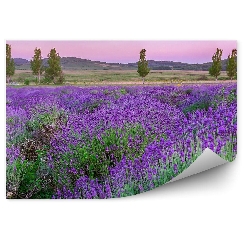 Fototapet perete Flori de lavandă munți copaci apus de soare