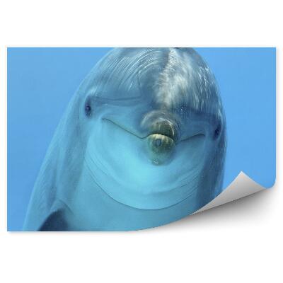 Decor fototapet Cap De Delfin