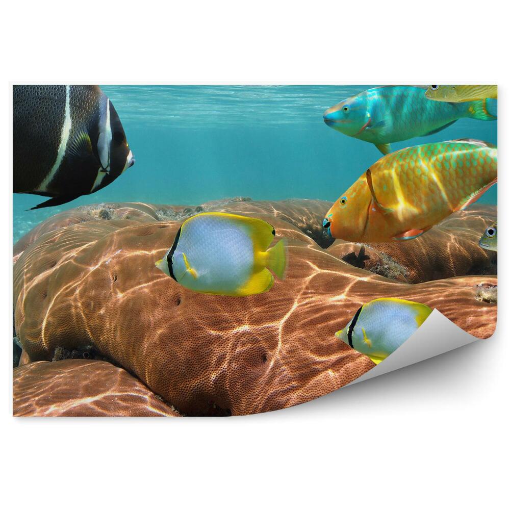 Decor fototapet Viața Subacvatică A Peștilor