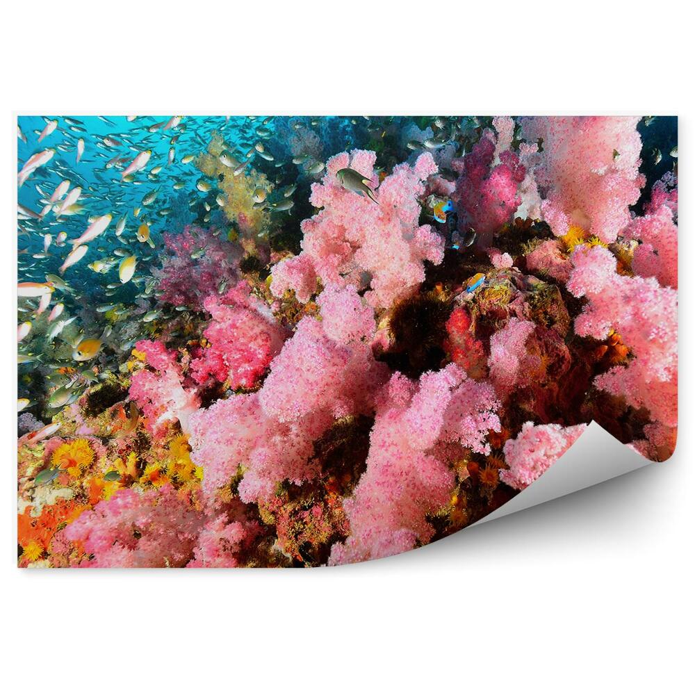 Fototapet vintage Coloniile de corali pescuiesc viața subacvatică