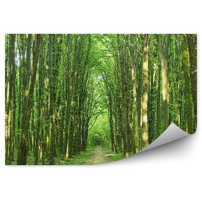 Fototapet perete Zi Însorită De Copac De Vară