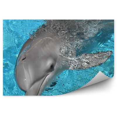 Fototapet vintage Delfin Și Apă Albastră