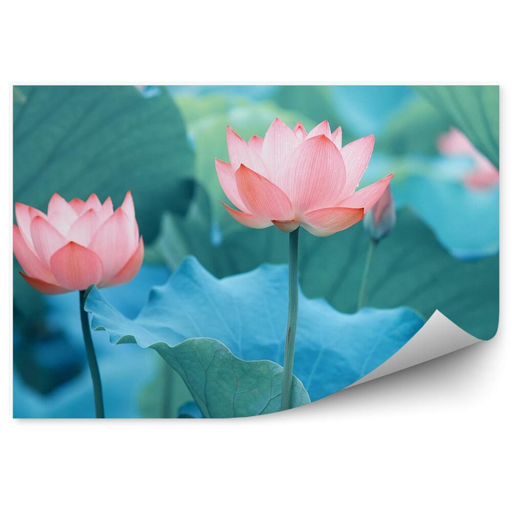 Fototapet perete Nuferi și frunze albastre