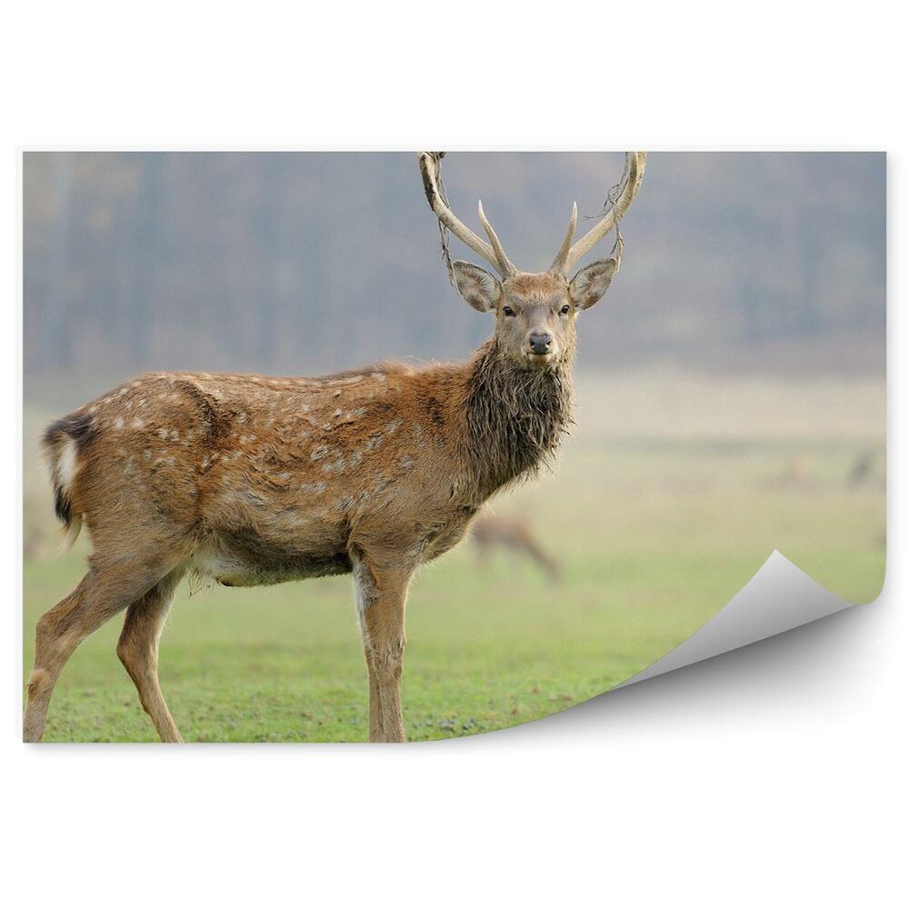 Fototapet perete Căprioare În Luncă