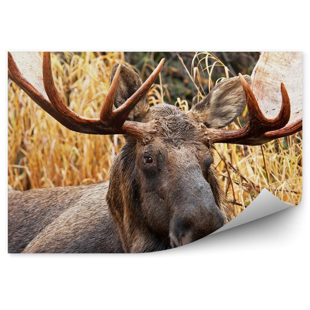 Fototapet perete Elan Mascul Printre Iarbă