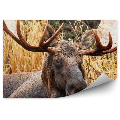 Fototapet perete Elan Mascul Printre Iarbă