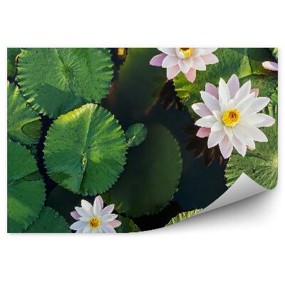 Fototapet vintage Vedere de sus a iazului și a florii de lotus