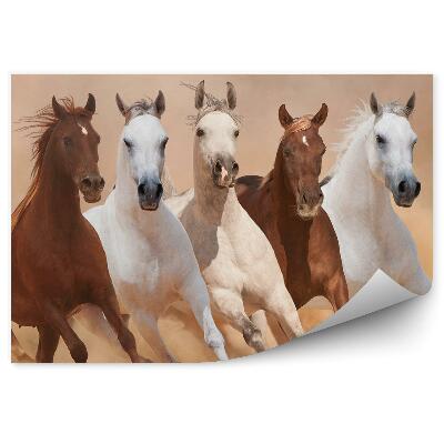 Fototapet pentru perete O Turmă De Cai Alergând Pe Nisip, Praf, Fum